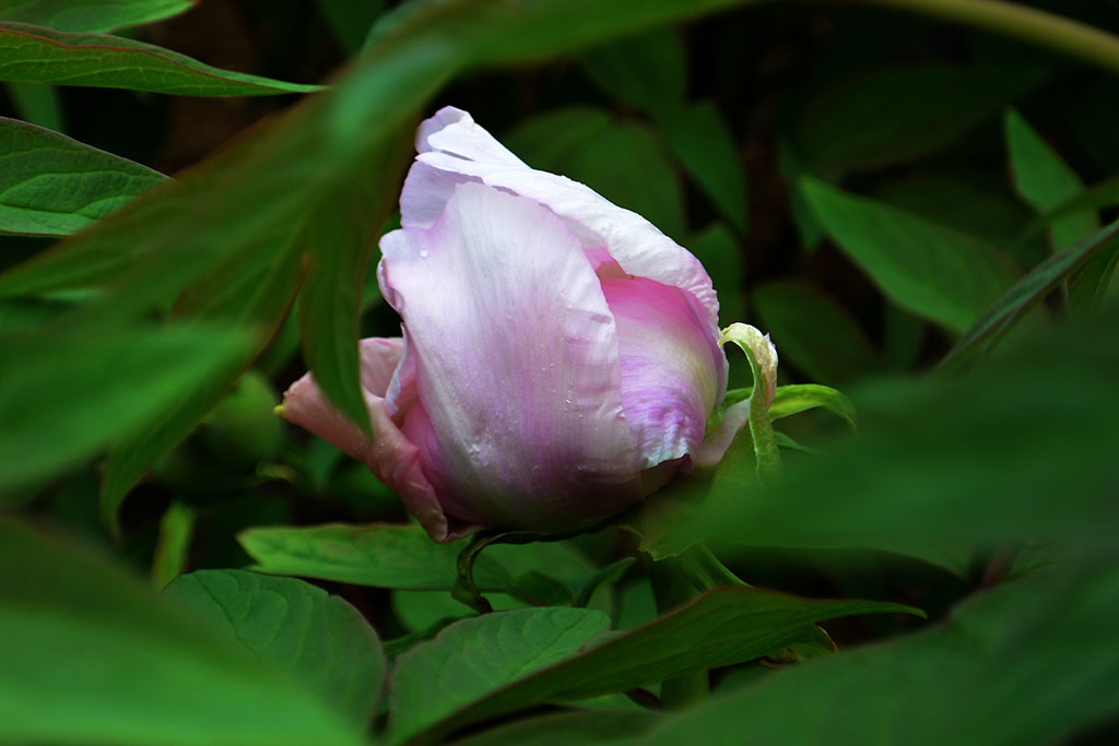 DSC_6513副本.jpg