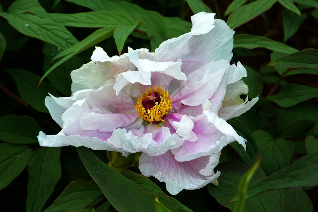 DSC_6516副本.jpg