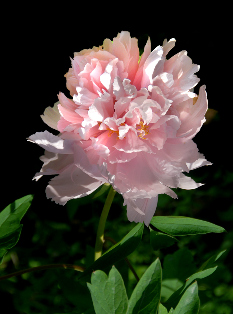 牡丹花 (4).jpg