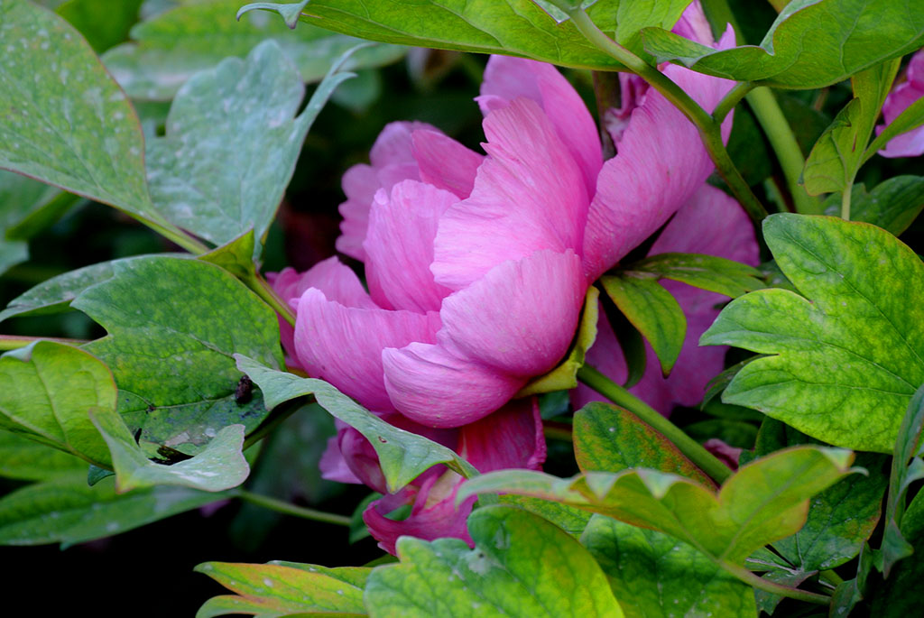 DSC_0662副本.jpg