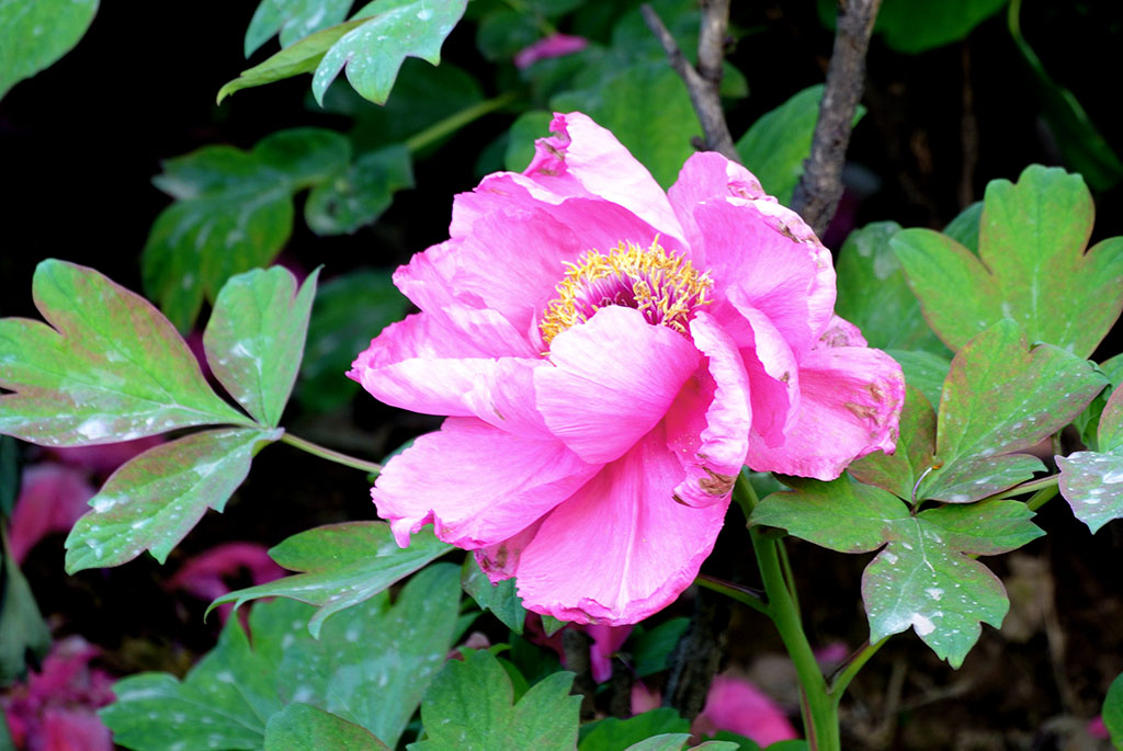 DSC_0663副本.jpg