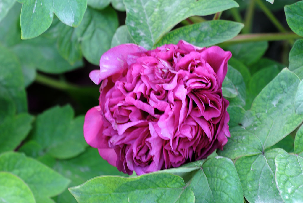 DSC_0664副本.jpg
