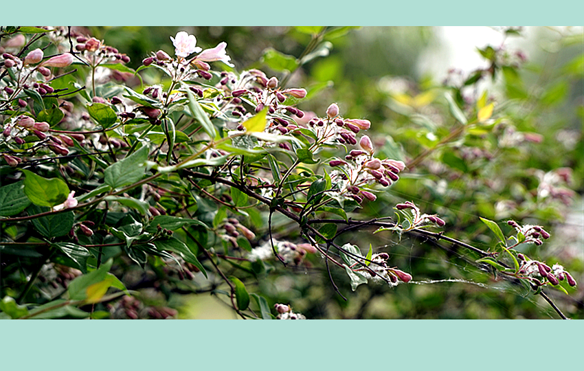 DSC00922_副本.jpg