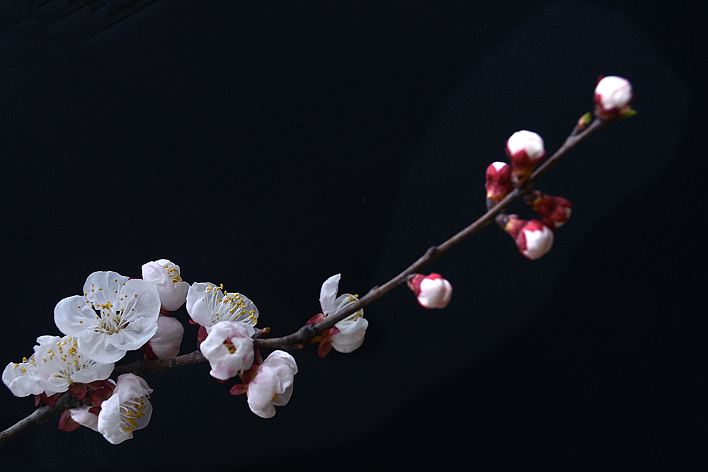 杏 花 (14).jpg