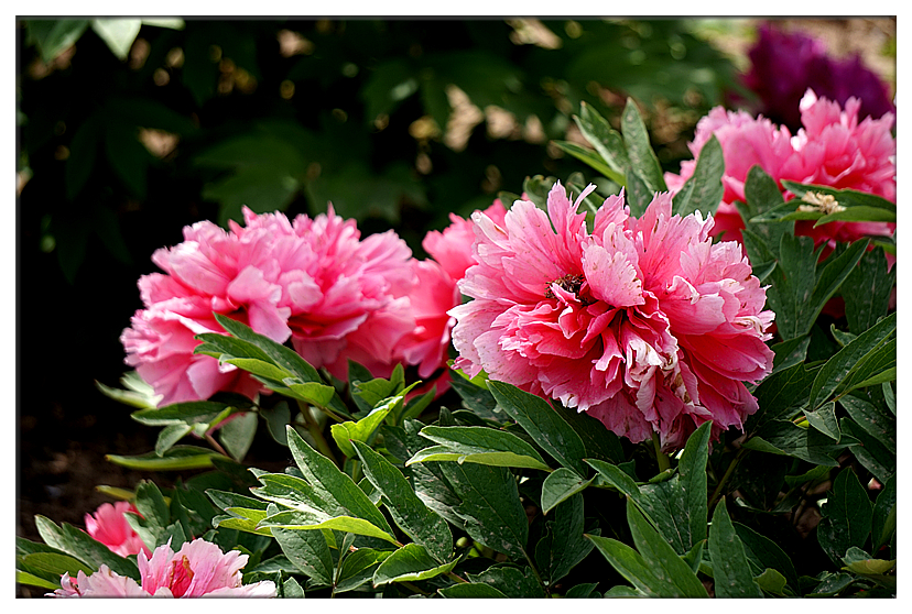 DSC01172_副本.jpg