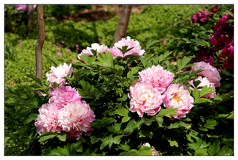 DSC01217_副本.jpg