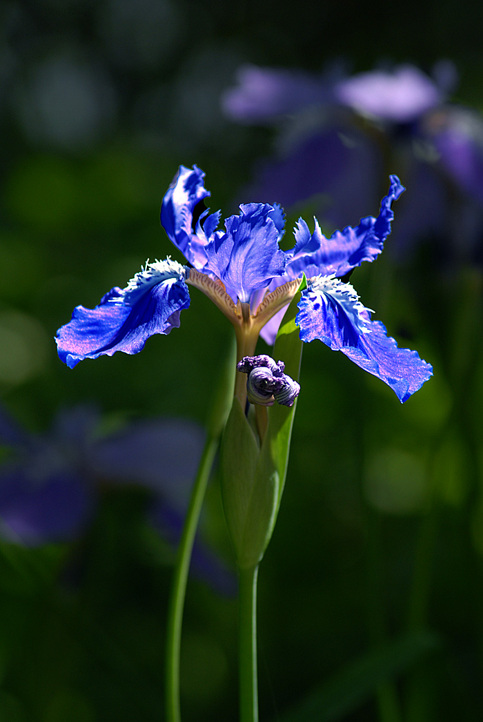 茑尾花 (4).jpg