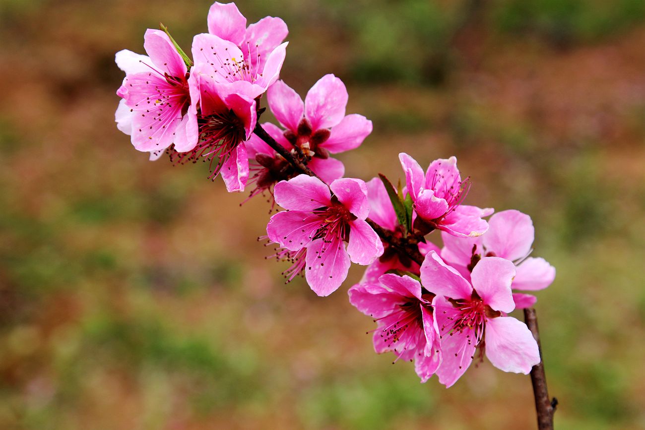 IMG_4184_副本.jpg