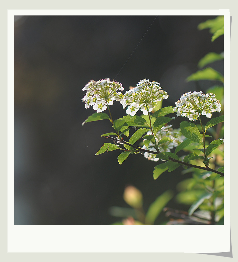 DSC_0306_副本.jpg