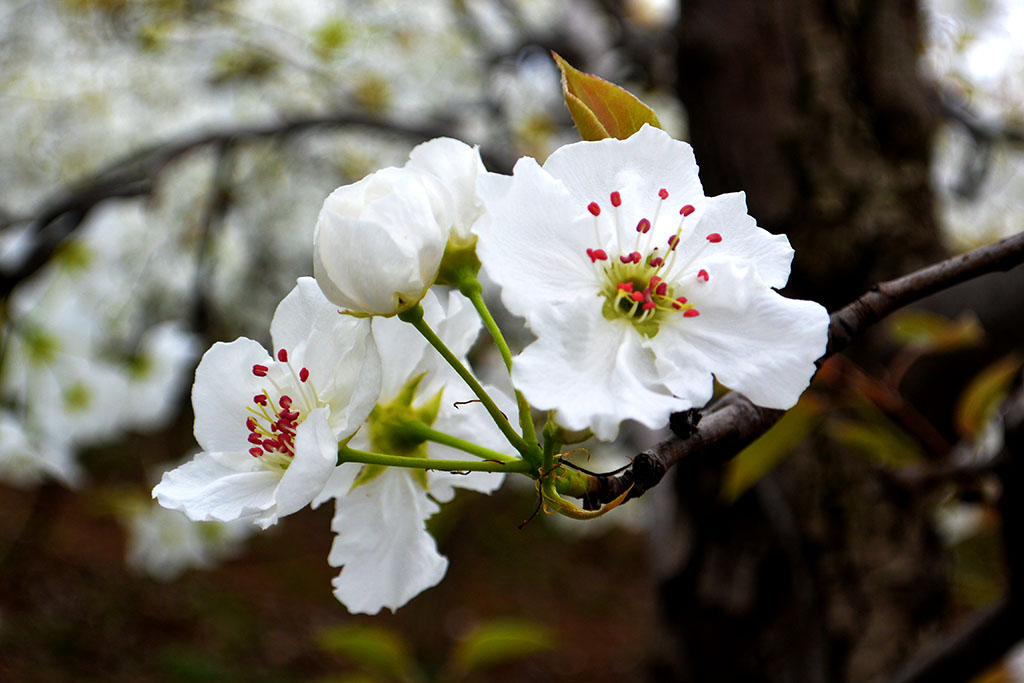 DSC_6555副本.jpg