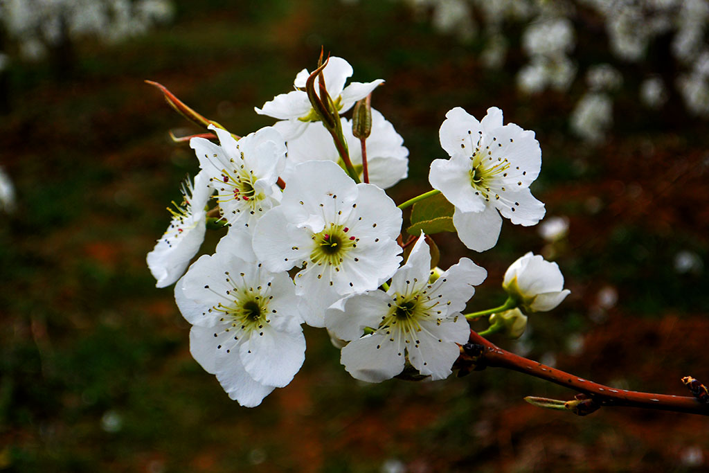 DSC_6598副本.jpg