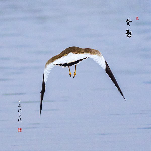 ALY63118副本副本.jpg