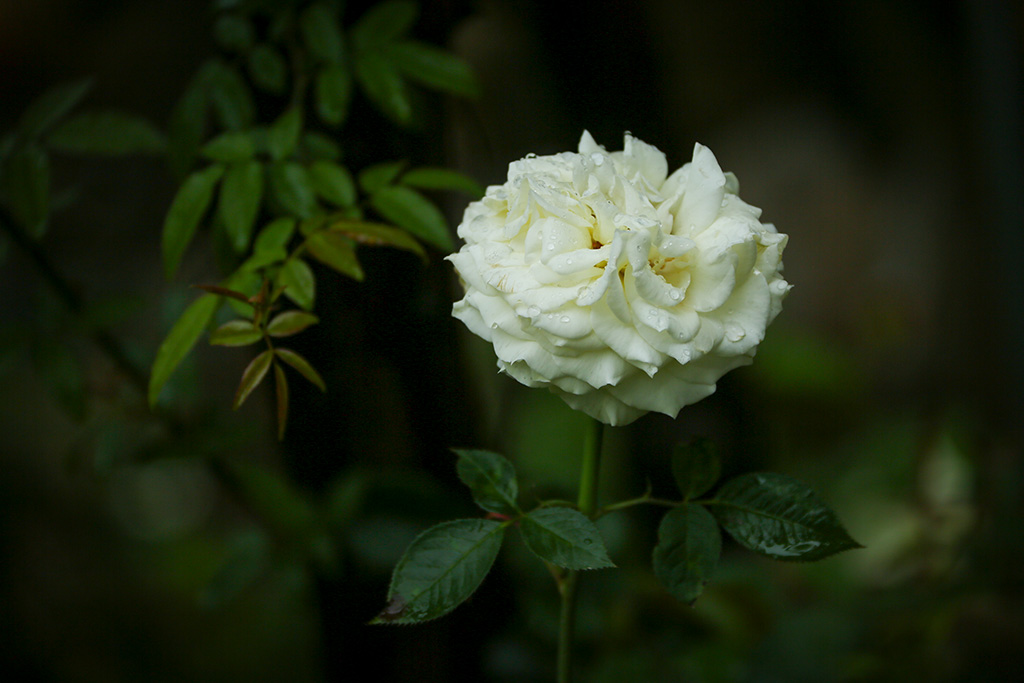 BQ5A2434副本-1.jpg