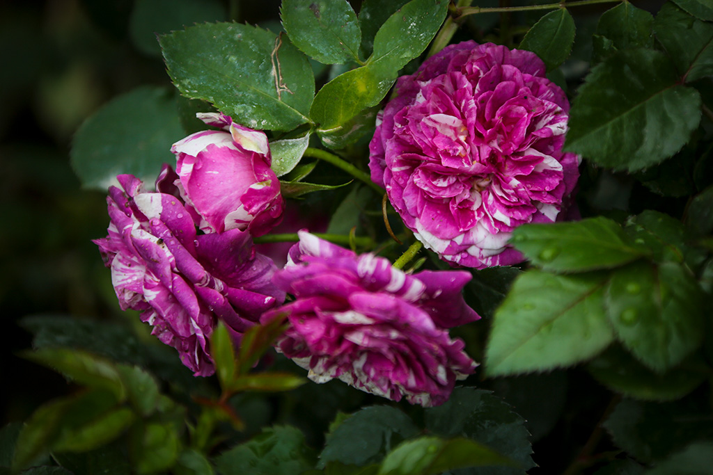 BQ5A2601副本-1.jpg