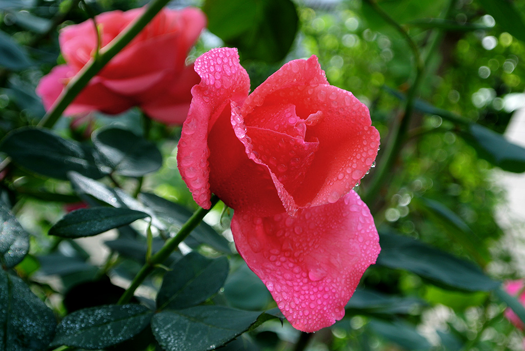 DSC_0715副本.jpg