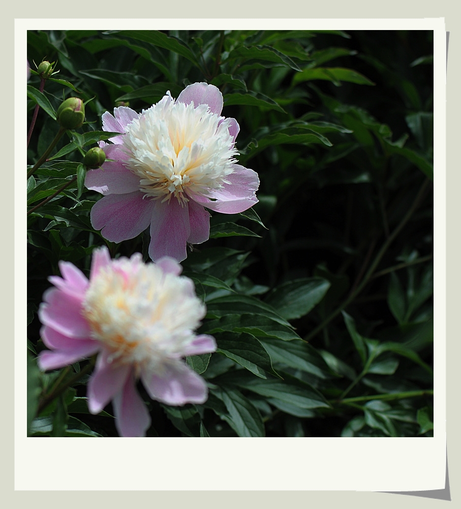 DSC_0053_副本.jpg