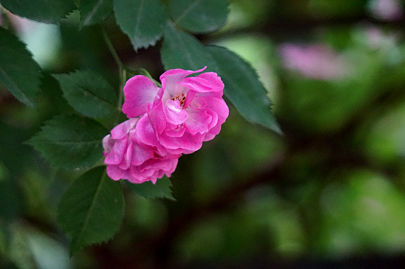 DSC01289_副本.jpg