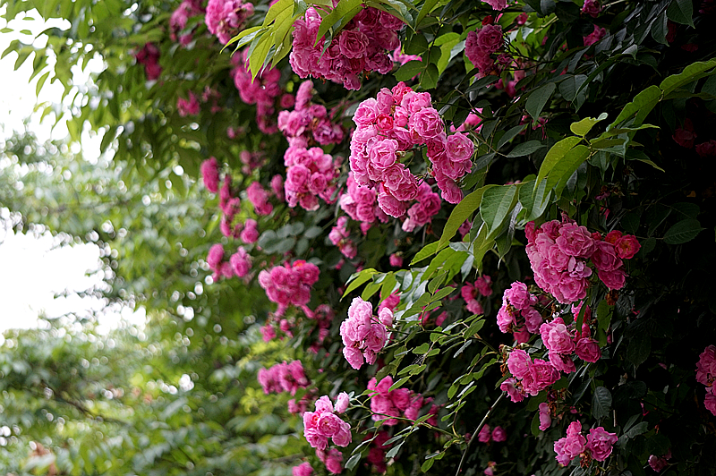 DSC01290_副本.jpg