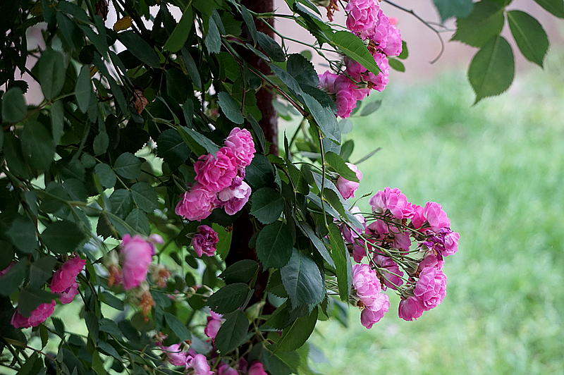 DSC01297_副本.jpg