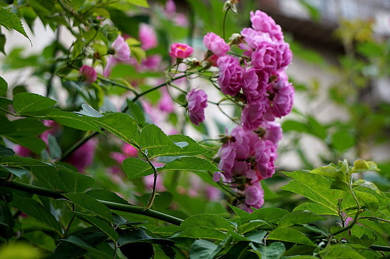 DSC01302_副本.jpg