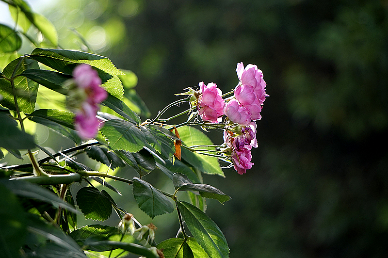 DSC01307_副本.jpg