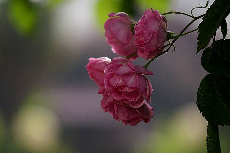 DSC01312_副本.jpg