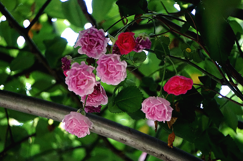 DSC01314_副本.jpg