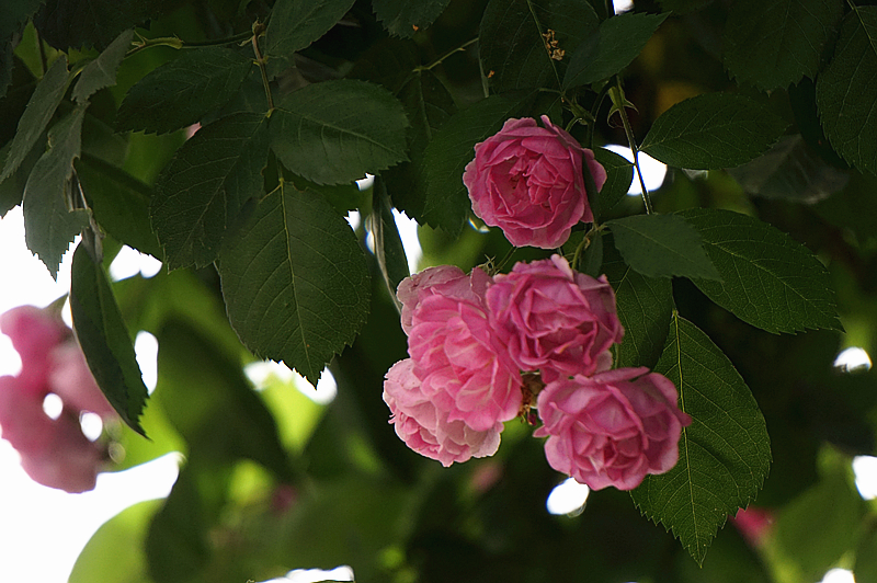 DSC01315_副本.jpg