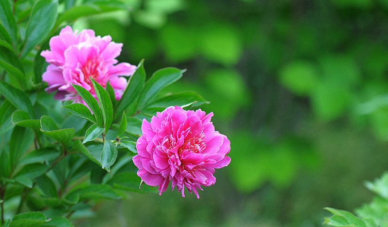 DSC_0377_副本.jpg