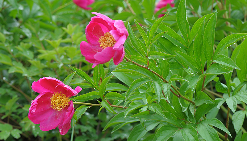 DSC_0652_副本.jpg