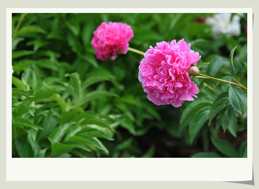 DSC_0969_副本.jpg