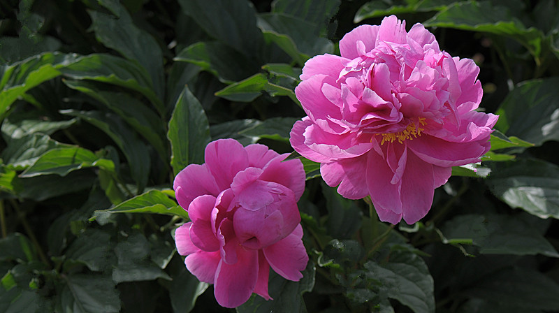 DSC_0503_副本.jpg