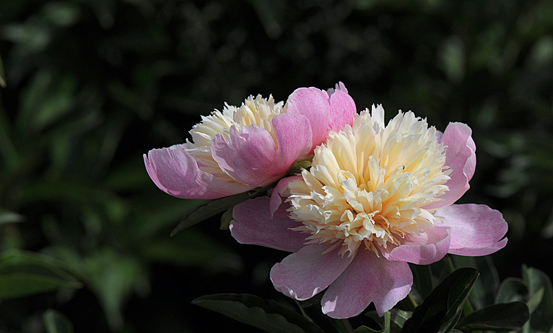 DSC_0541_副本.jpg