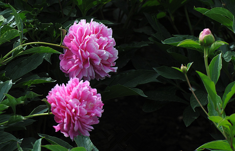 DSC_0554_副本.jpg