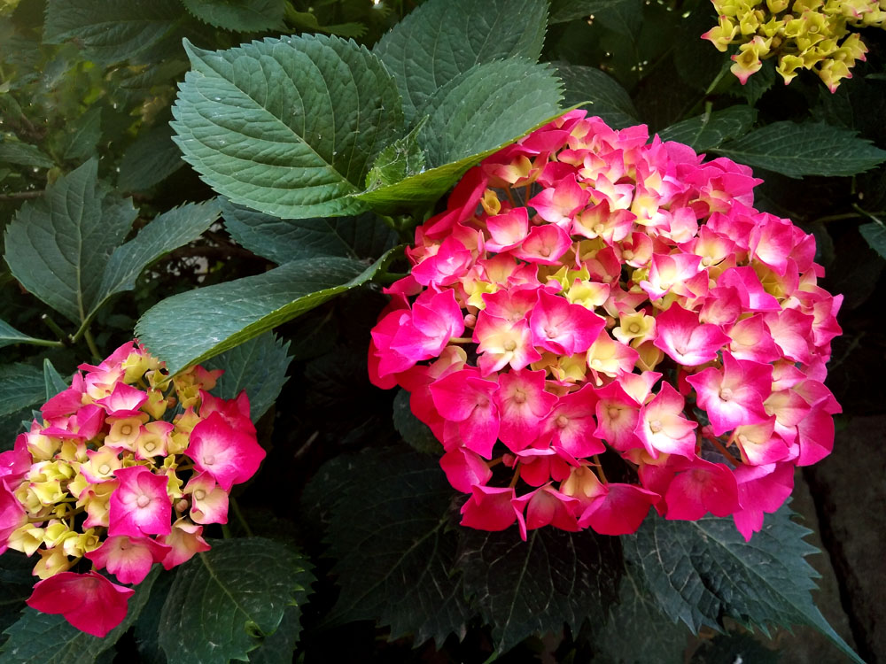 绣球花.jpg