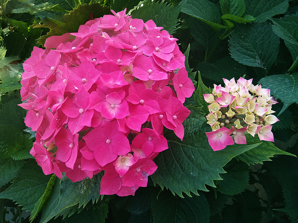 绣球花 (1).jpg