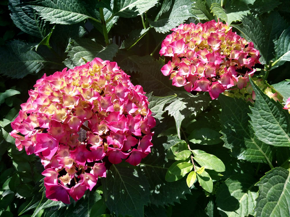 绣球花 (2).jpg
