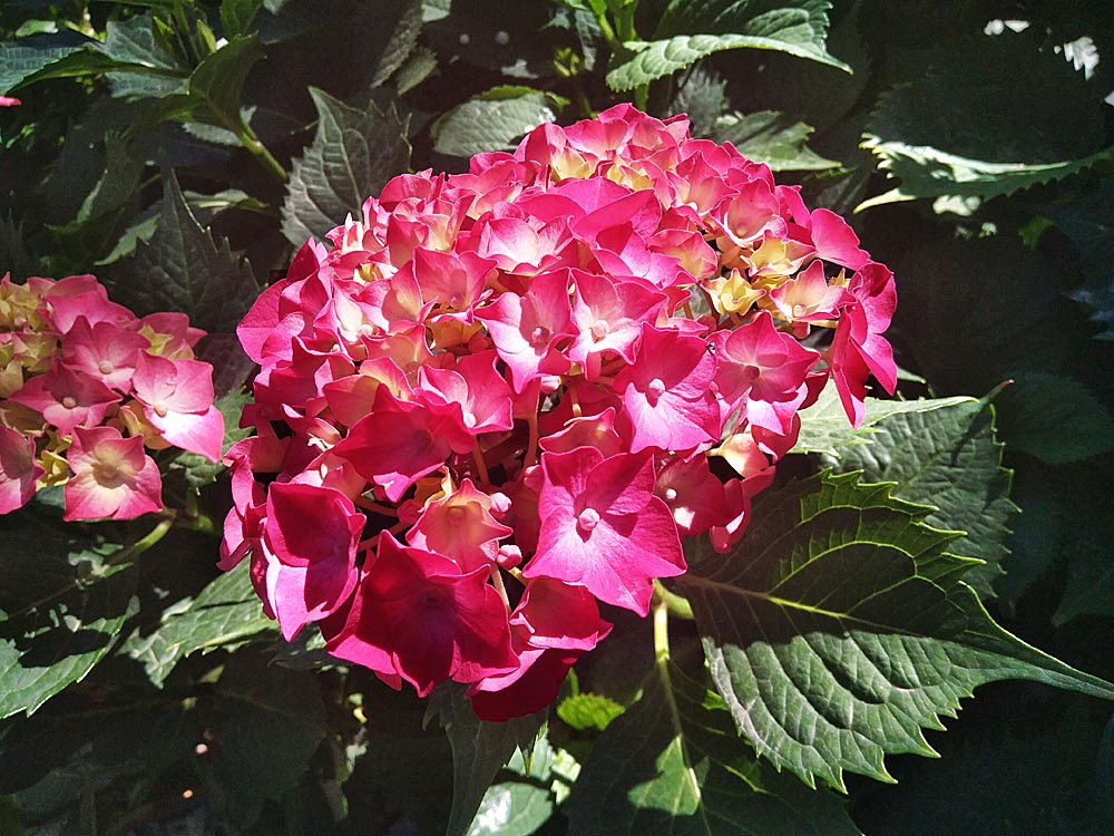 绣球花 (4).jpg