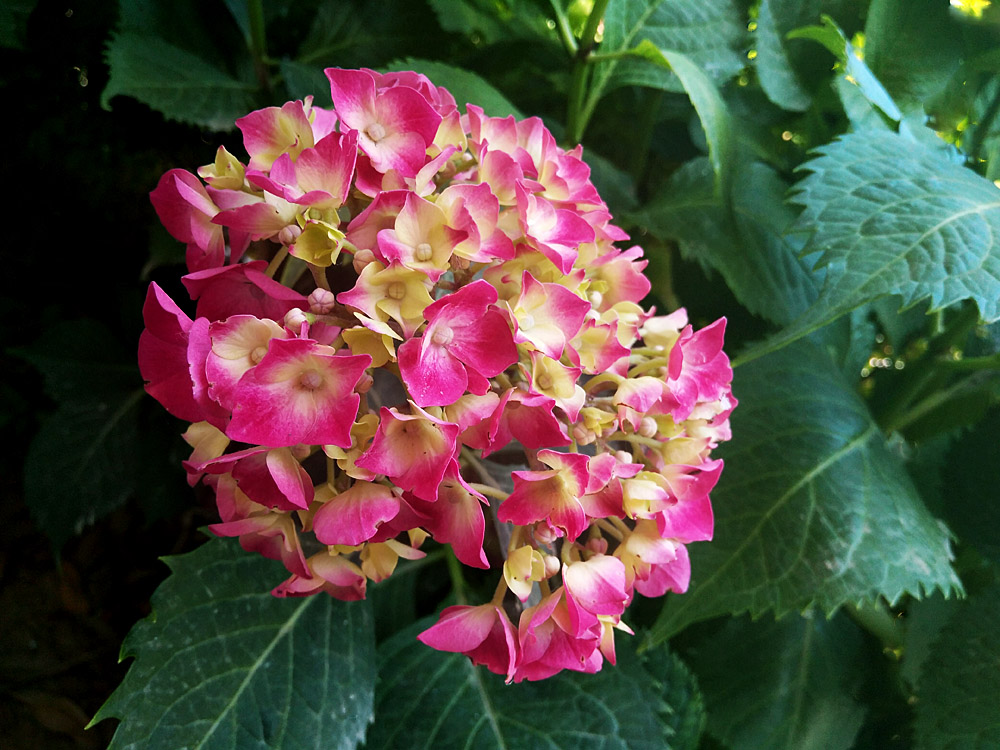 绣球花 (9).jpg