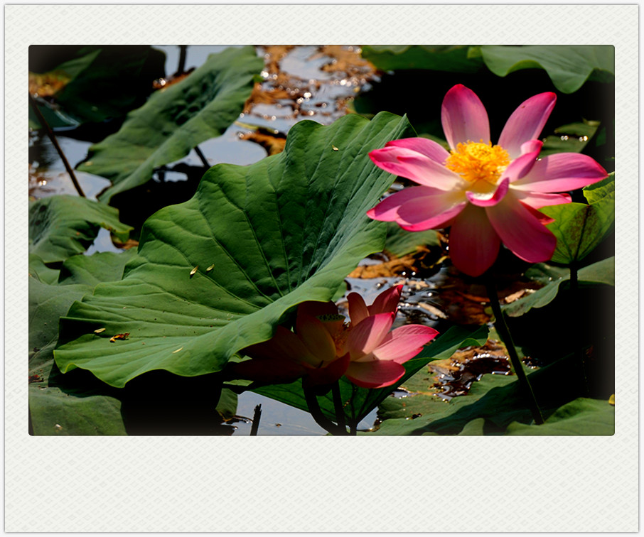 dsc01793_副本.jpg