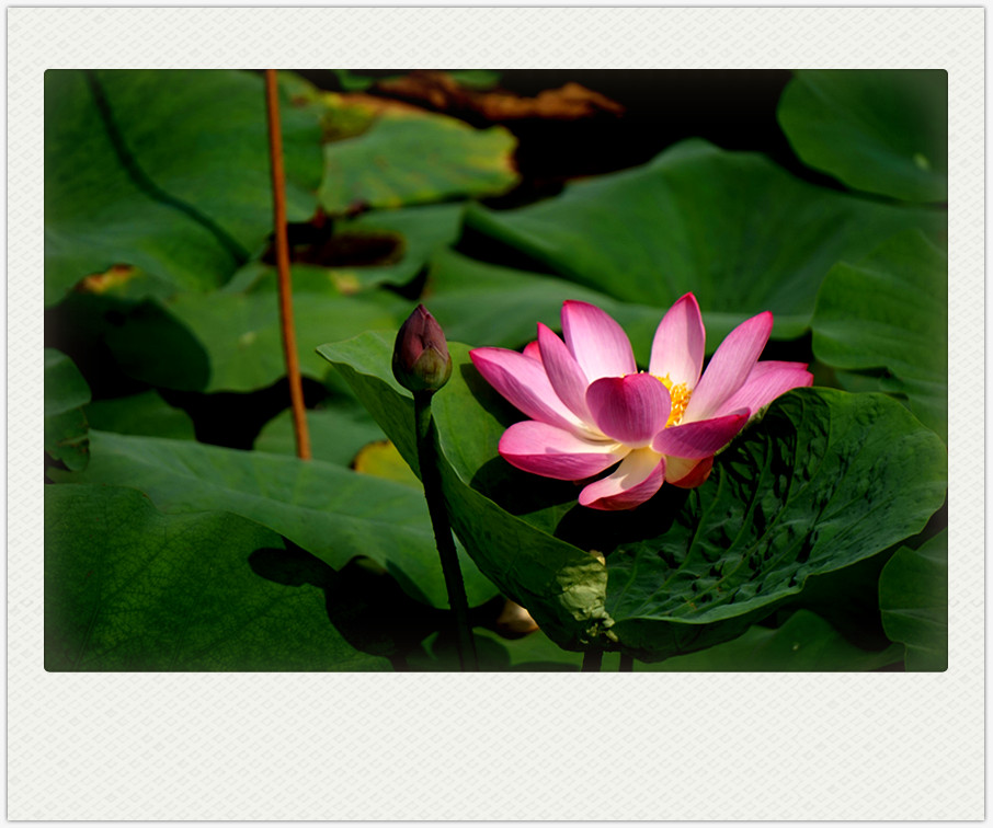 dsc01813_副本.jpg