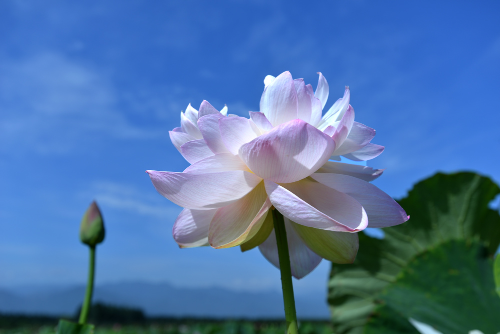 荷 花 (4).jpg