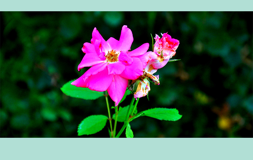 dsc_0238_副本.jpg