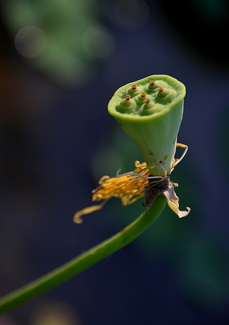 荷 花 (22).jpg