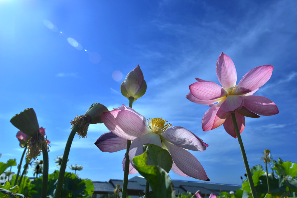 荷 花 (24).jpg