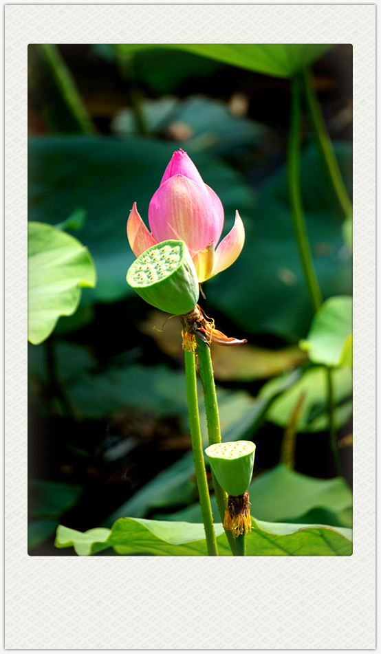dsc01775_副本.jpg