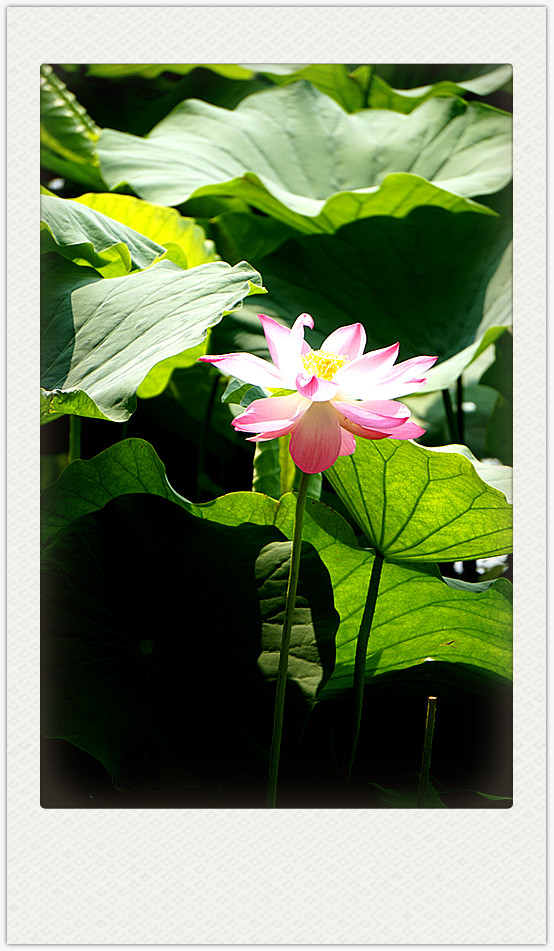 dsc01754_副本.jpg
