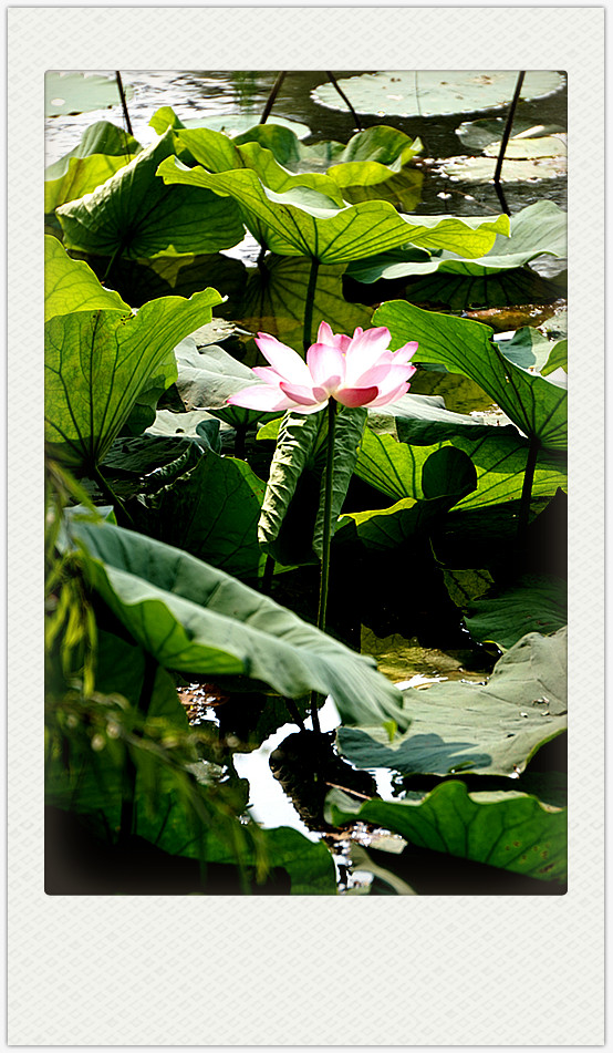 dsc01749_副本.jpg