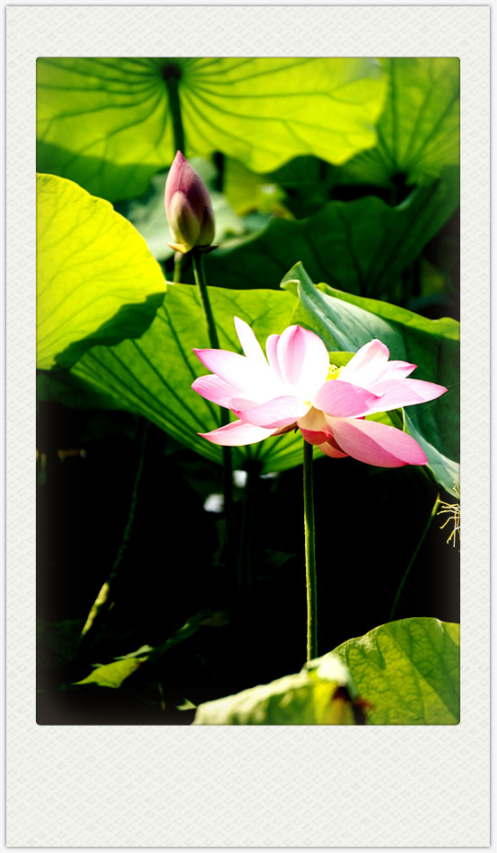 dsc01763_副本.jpg