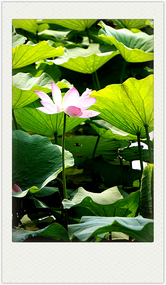 dsc01756_副本.jpg